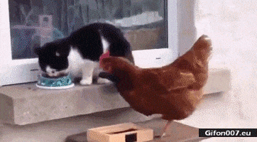 Funny Cat and Hen, Fight, Food, Gif