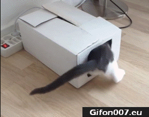 Funny Cats, Fighting, Videos, Youtube, Gif