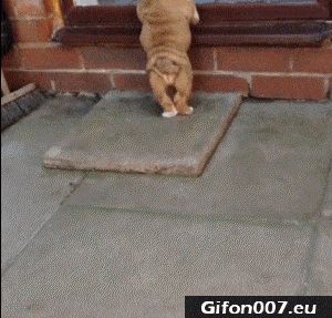 Funny Cute Puppy, Video, Gif