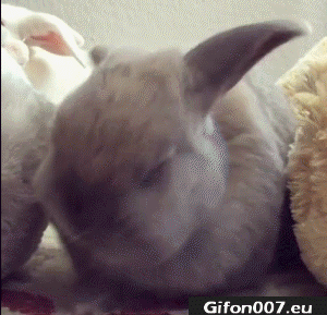 Funny Cute Rabbit, Youtube, Video, Gif