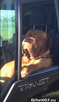 Funny Dog, Driving Car, Transit, Video, Gif