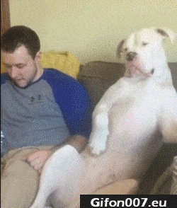 Funny Dog Sitting, Youtube Video, Gif