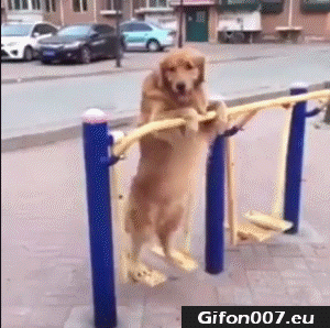Funny Dog Stretching, Video Youtube, Gif