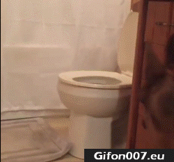 Funny Dog, Toilet, Video, Gif