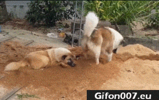 Funny Dogs, Playing with Sand, Video, Gif