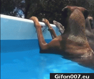 Gif 571: Funny Dogs in Swimming Pool, Summer 