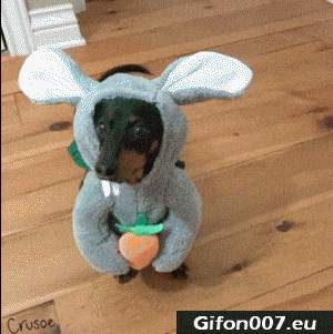 Funny Easter Video, Dog, Bunny, Gif