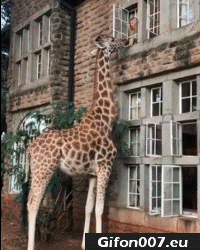 Gif 609: Funny Giraffe, Video, Window, Gif 