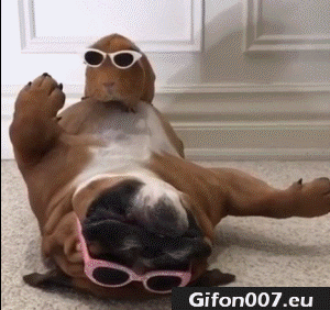 Funny Guinea Pig, Dog, Video, Glasses, Gif