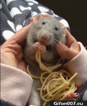 Funny Mouse, Eating Spaghetti, Video, Gif