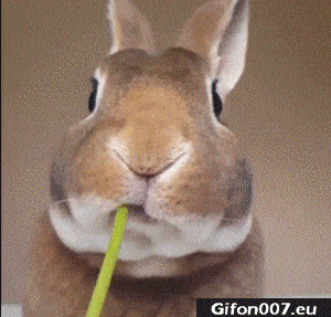 Funny Rabbit, Eating Dandelion, Flower, Video, Gif