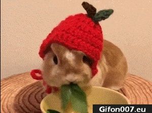 Funny Rabbit, Eating, Video, Gif