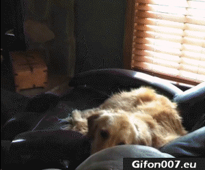 Funny Sleeping Dogs, Moments, Videos, Gif