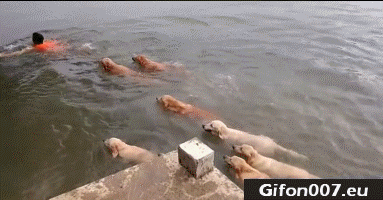 Funny Swimming Dogs, Video, Gif