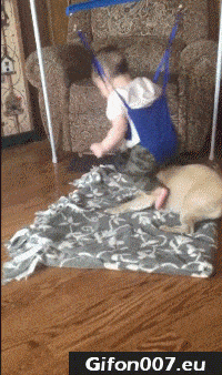 Funny Video, Dog and Baby, Child, Gif