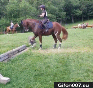 Funny Video, Horse Jumping, Gif