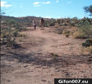 Funny Video, Running Race, Camel, Woman, Gif