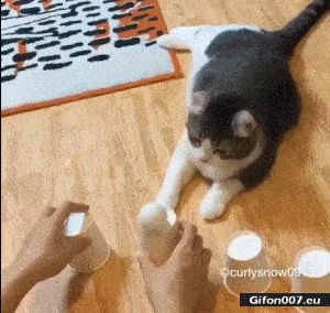 Clever Cat, Ball, Video, Gif