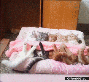 Cute Cats, Tail, Blanket, Video, Gif