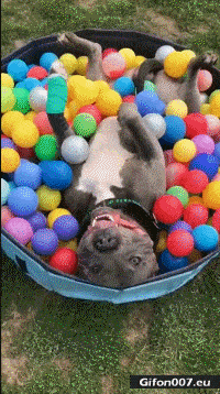 Cute Dog, Balls, Video, Gif