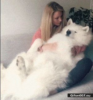 Cute Dog with Woman, Video, Gif