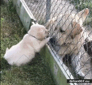 Cute Dogs, Fence, Video, Gif