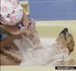 Cute Funny Dog, Taking a Bath, Video, Gif