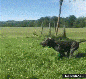 Dog Jumping into Water, Video, Gif