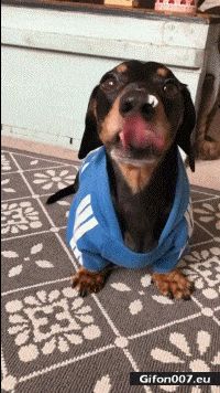 Dog Sticks Out Tongue, Funny Gif
