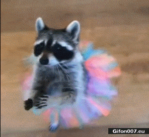 Gif 661 Funny Animal Dancing Ballet Video Gifon007 Eu