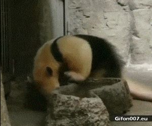 Funny Animal, Freak Out, Video, Gif