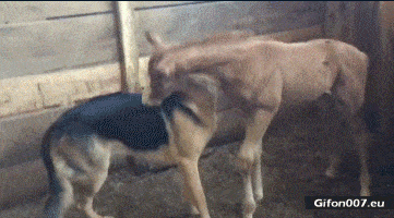Funny Animals, Dog and Horse, Video, Gif
