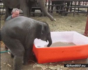 Funny Baby Elephant Taking a Bath, Video, Gif