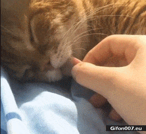 Funny Cat, Sleeping, Tongue, Video, Gif