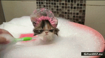 Funny Cat Take a Shower, Video, Gif