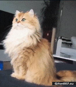 Funny Cat, Watching, Video, Gif