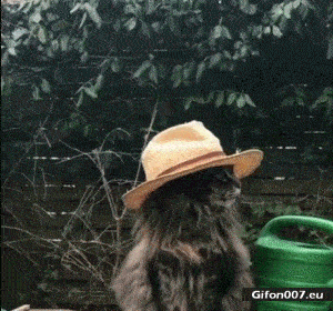 Funny Cat Wearing Hat, Video, Gif