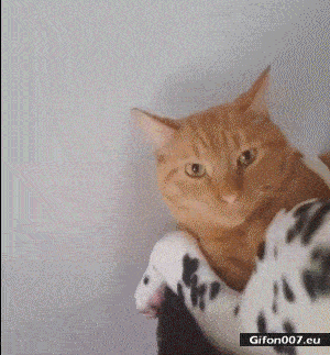 Funny Cat with Dog, Relaxing, Video, Gif