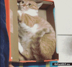 Funny Cats, Box, Video, Gif