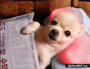 Funny Cute Dog, Massage, Relax, Video, Gif