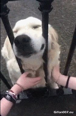 Funny Cute Dog, Stroke, Face, Fence, Video, Gif