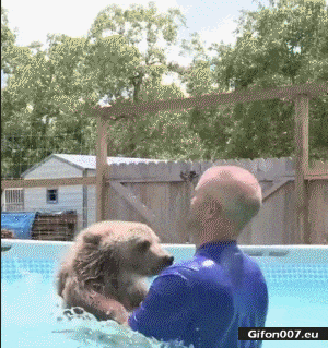 Funny Cute Small Bear, Swimming, Video, Gif