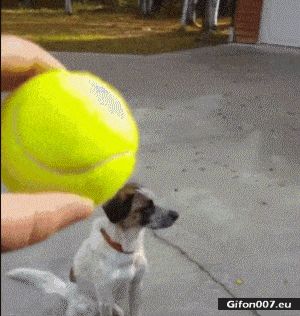 Funny Dog, Ball, Fetch, Video, Gif