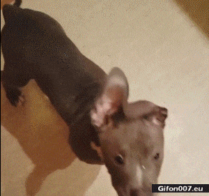 Funny Dog Eats Whipped Cream, Video, Gif
