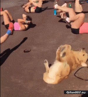 Funny Dog, Exercise, Beach, People, Video, Gif