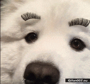 Funny Dog, Eyebrows, Jump, Video, Gif