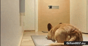 Funny Dog Home Alone, Video, Gif