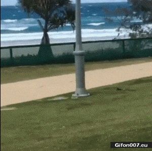 Funny Dog Jumping, Wind, Video, Gif