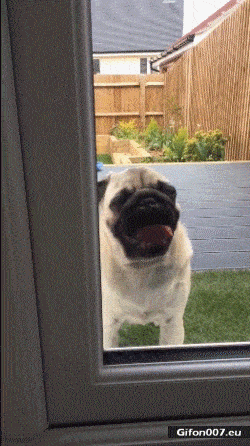 Funny Dog, Licking Window, Video, Gif
