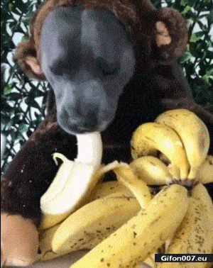 Gif 731: Funny Dog, Monkey, Eating Bananas 